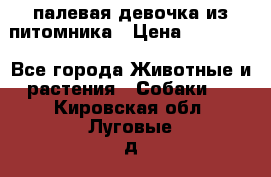 палевая девочка из питомника › Цена ­ 40 000 - Все города Животные и растения » Собаки   . Кировская обл.,Луговые д.